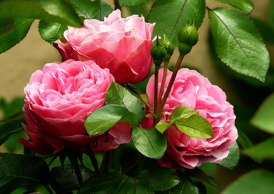 Fleurs, bourgeons, roses, roses roses, fleurs roses