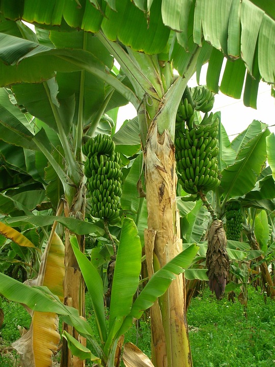 Bananes, Bananiers, Plantation De Bananes