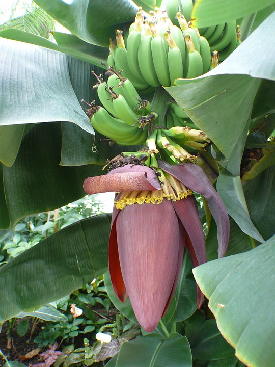 Banane, Bananes, Bush, Fruits, Feuille, Inflorescences