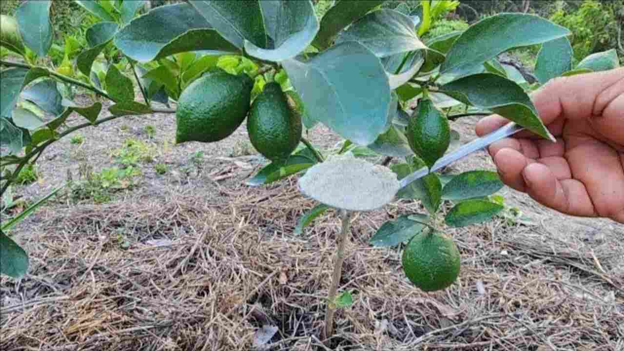 citronnier citronnier