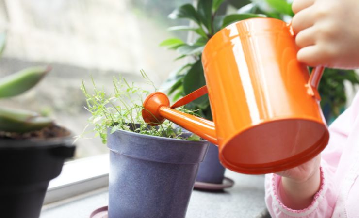Engrais pour plantes Engrais pour plantes