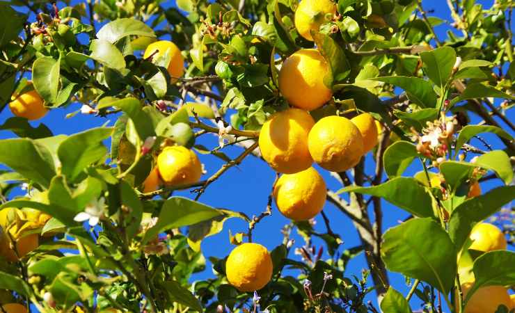 citronnier citronnier