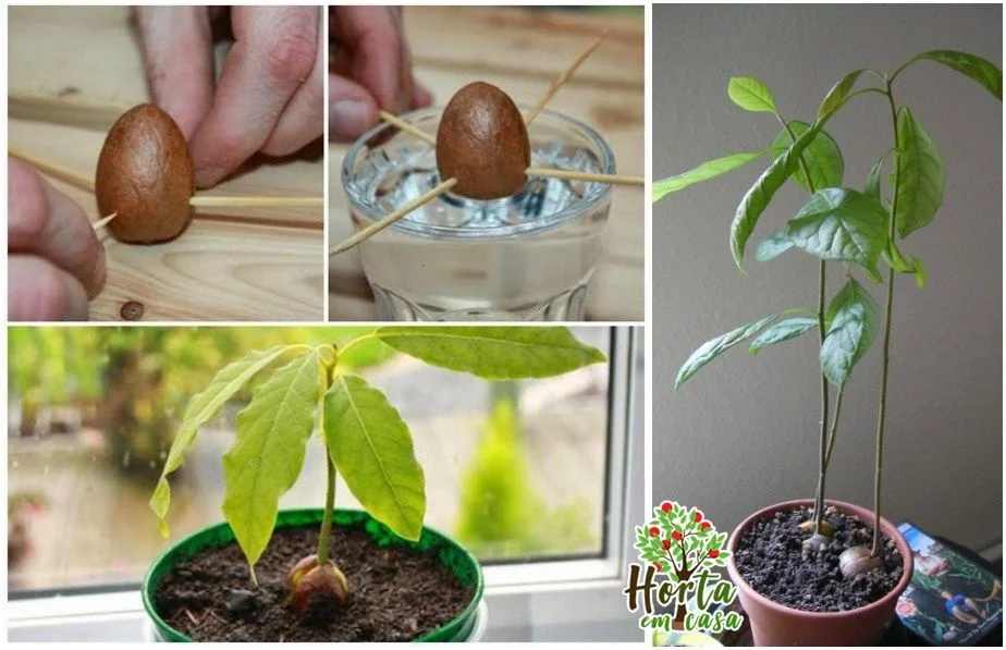 l'avocat pousse chez avogado1.jpg l'avocat pousse chez avogado1.jpg