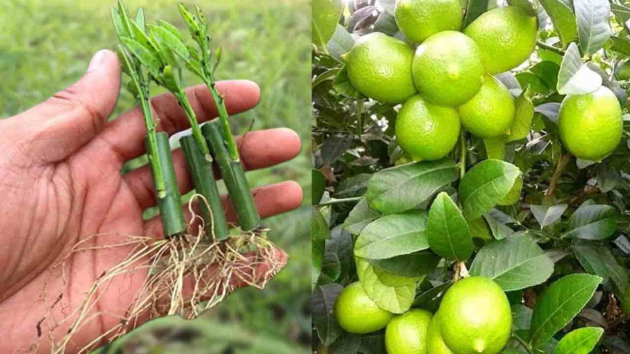 Citrons, comment les multiplier Citrons, comment les multiplier