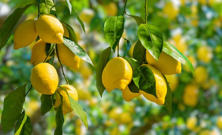 Citronnier Citronnier