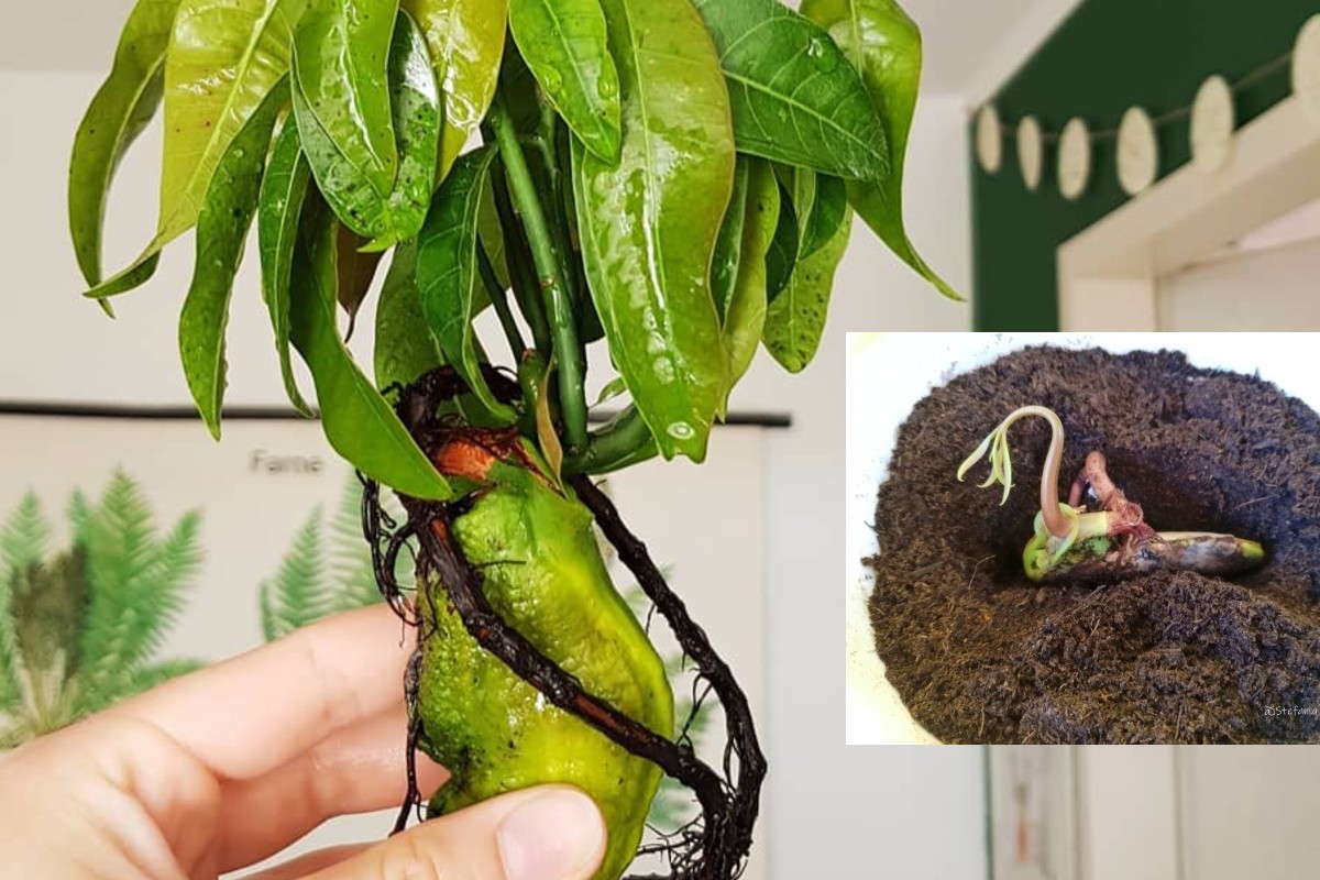 Cultiver la Mangue à la maison est très simple: découvrez avec nous la méthode rapide!