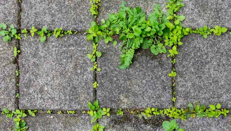 Eliminare le erbacce dalle piastrelle Enlever les mauvaises herbes des carreaux
