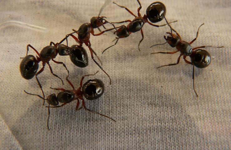Insectes dans la maison