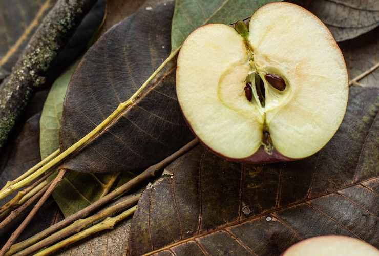 Pépins de pomme Pépins de pomme