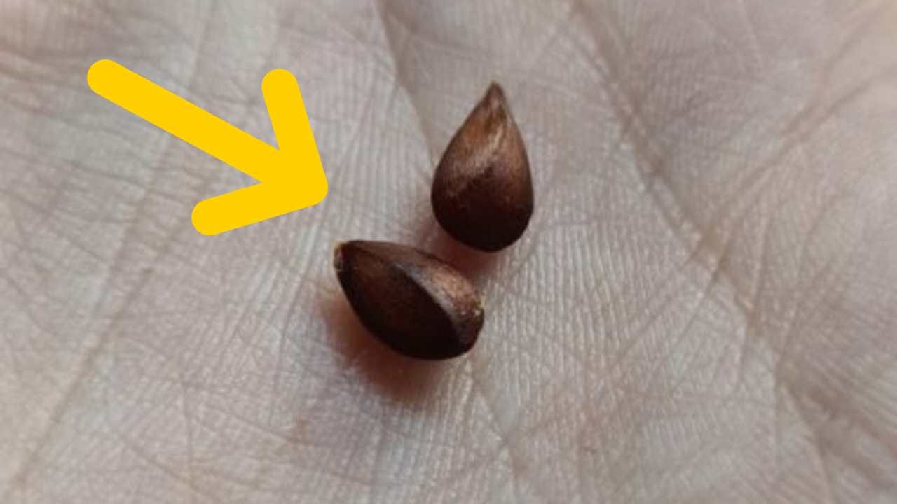 Parce que les graines de ce fruit ne doivent pas être consommées Parce que les graines de ce fruit ne doivent pas être consommées