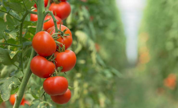 Plant de tomate Plant de tomate