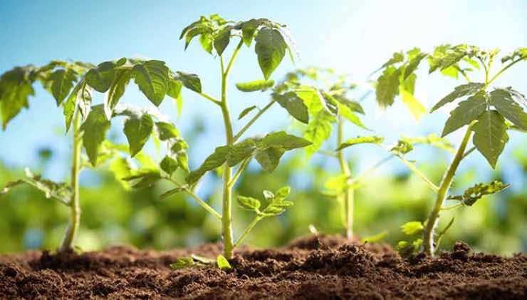 planter des plants de tomates