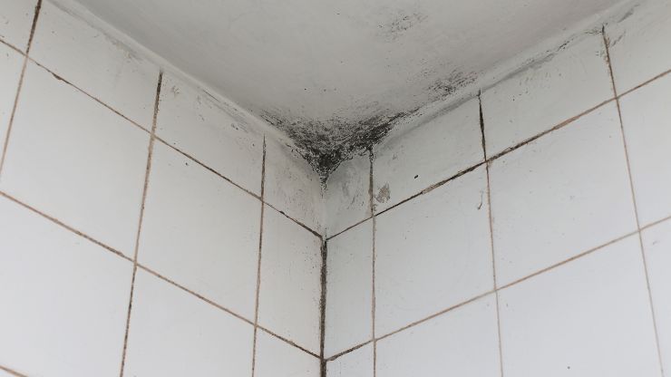 enlever la moisissure de la douche
