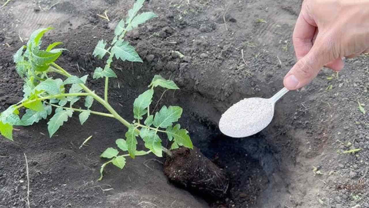 piantare i pomodori planter des tomates