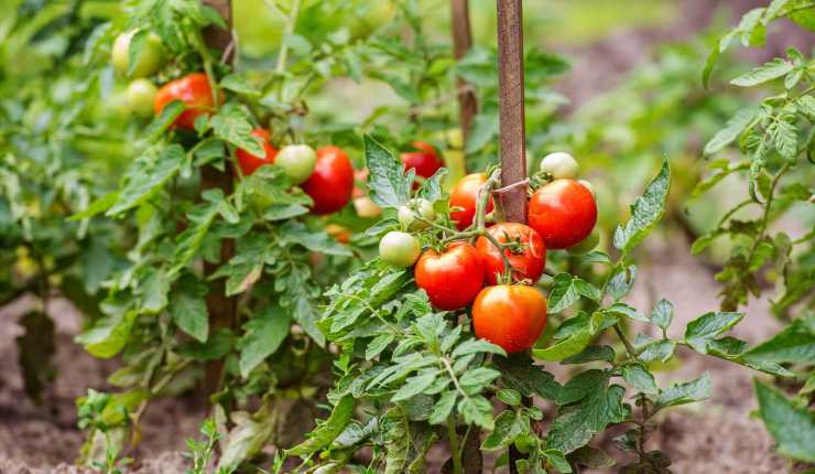 Pomodori Tomates dans le jardin