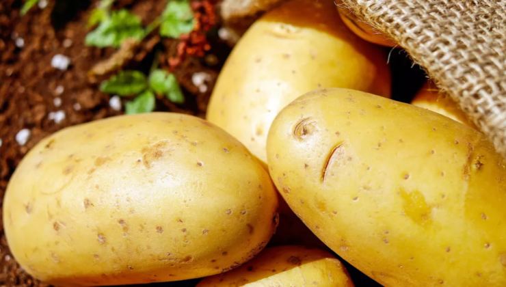 Patate Pomme de terre