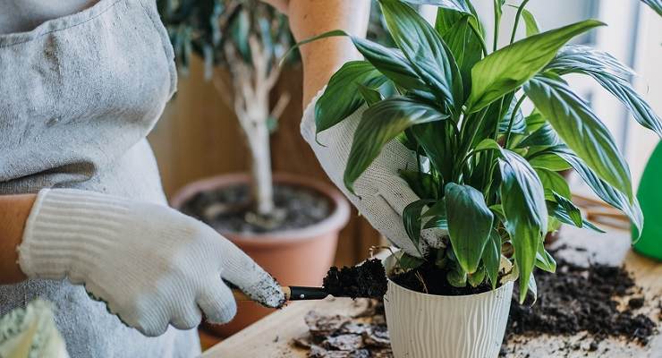 Traiter les plantes avec du lait périmé