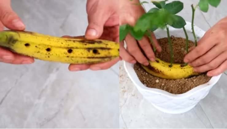 Come moltiplicare le rose con una banana Comment multiplier les roses avec une banane