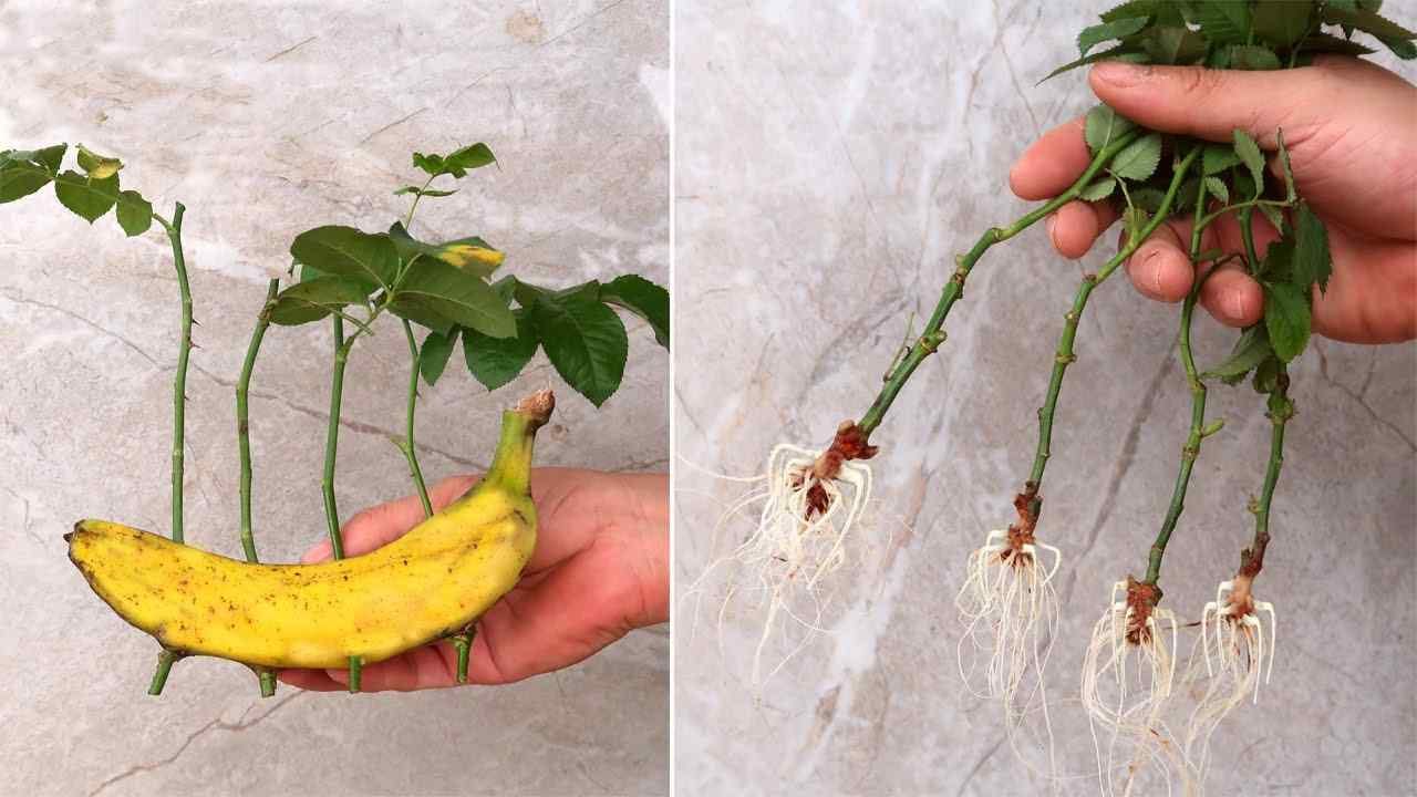 Rose, come moltiplicarle all'infinito con una banana Roses, comment les multiplier à l’infini avec une banane