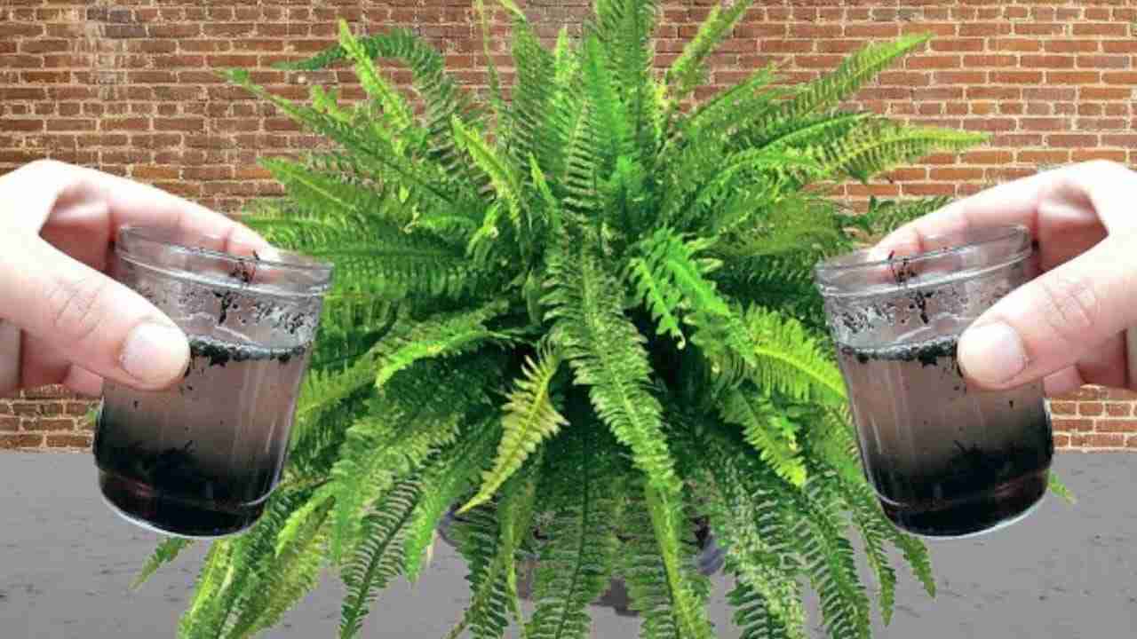 Mettre du liquide dans la plante