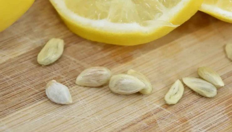 graines de citron
