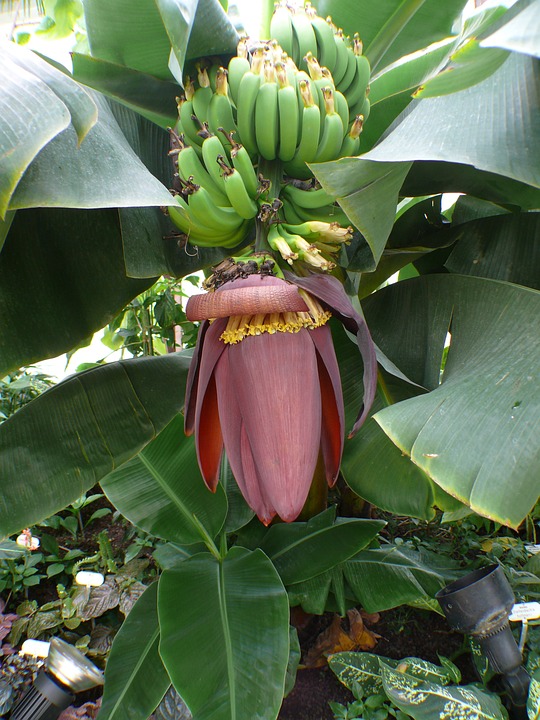 Banane, Bananes, Bush, Fruits, Feuille, Inflorescences