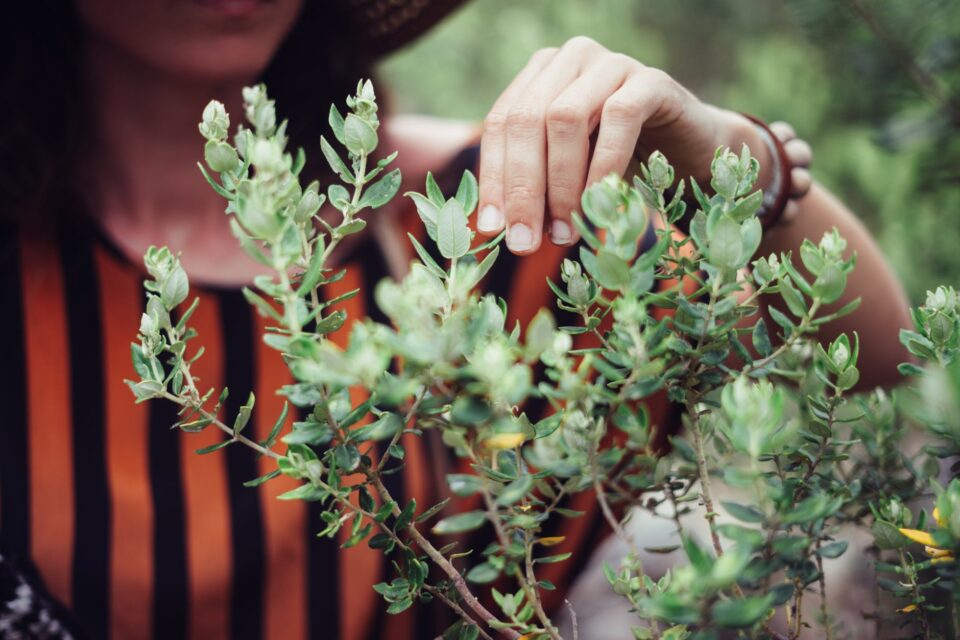 Jardinage et bicarbonate de soude