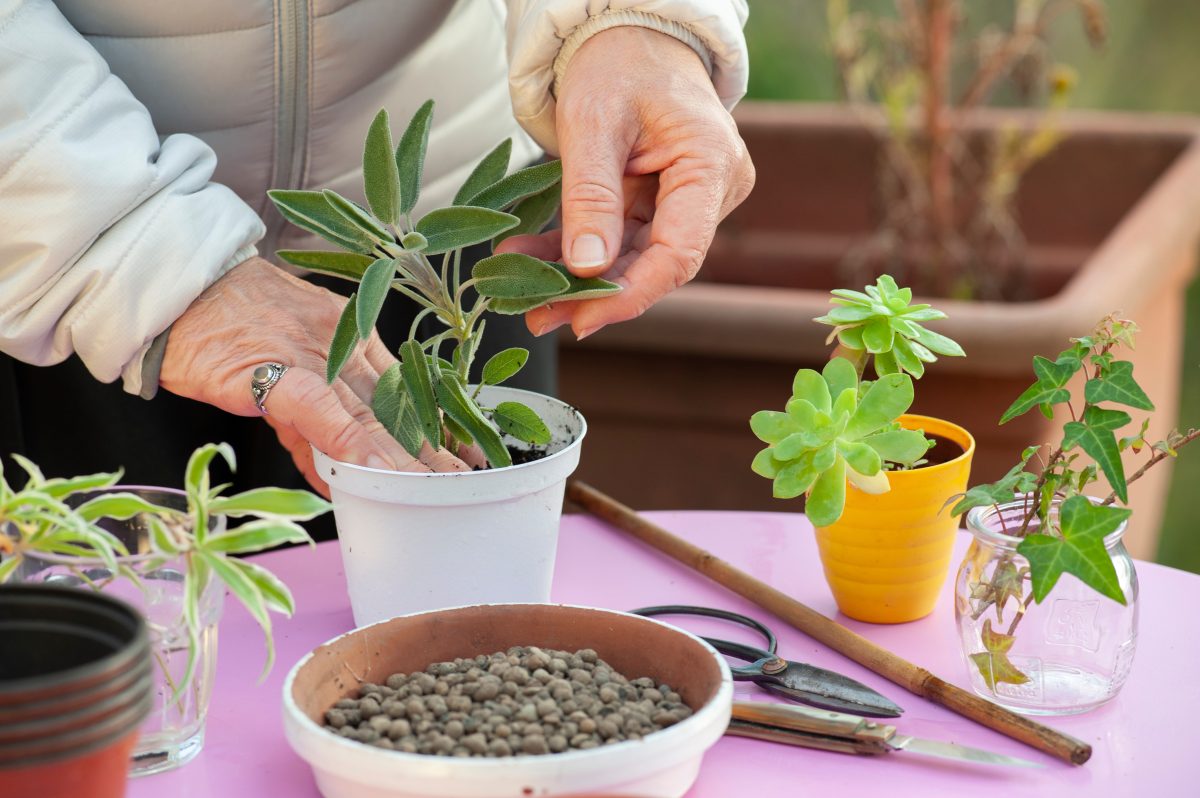 sauge en pot as si AdobeStock 398440013