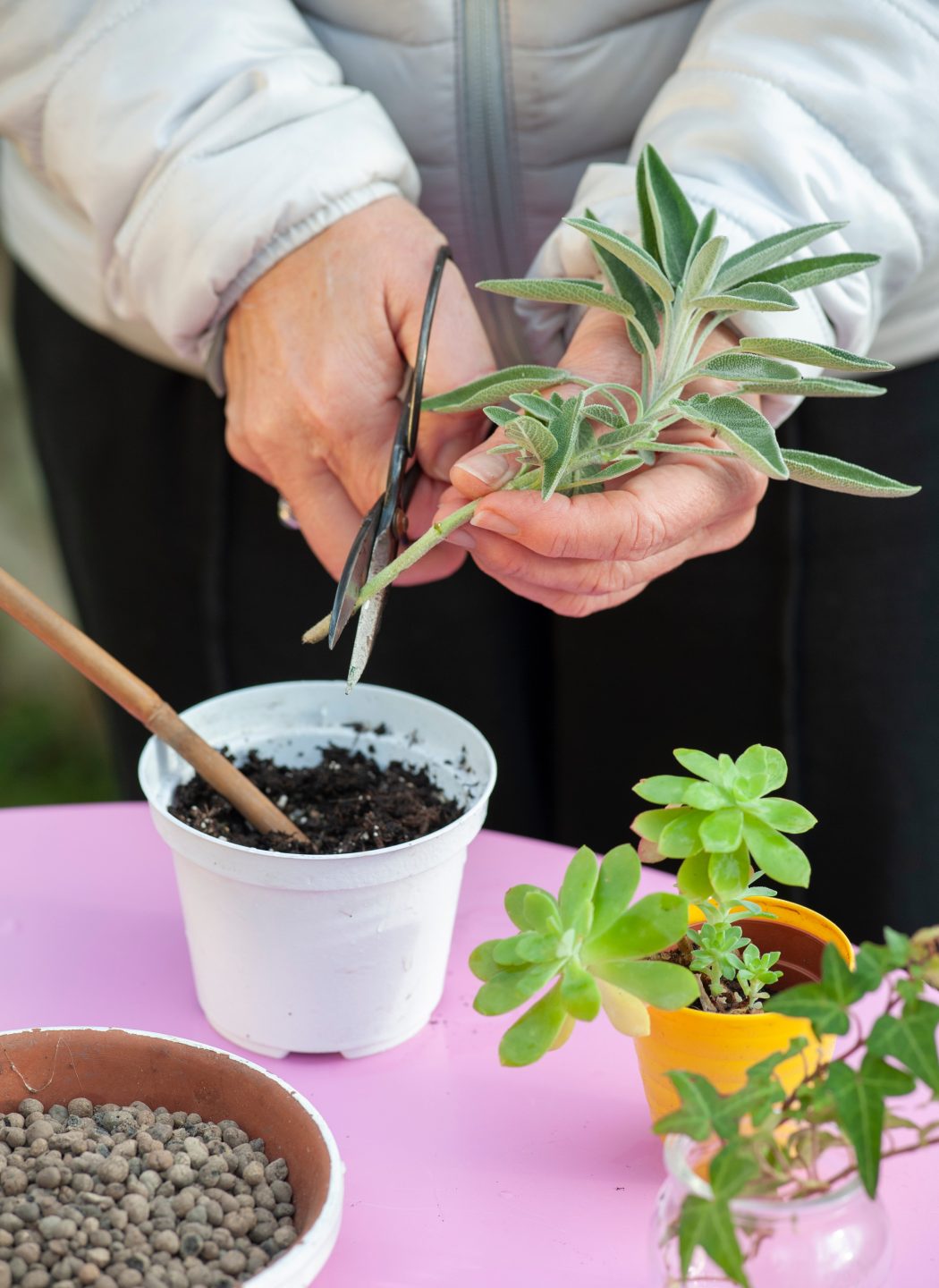 Sauge en pot : comment la cultiver pour un résultat au top !