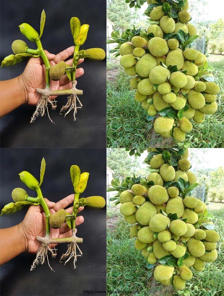 Tailler et Planter un Arbre à Jacquier Cultiver du Jacquier avec de l’Aloé Véra AstucesPro